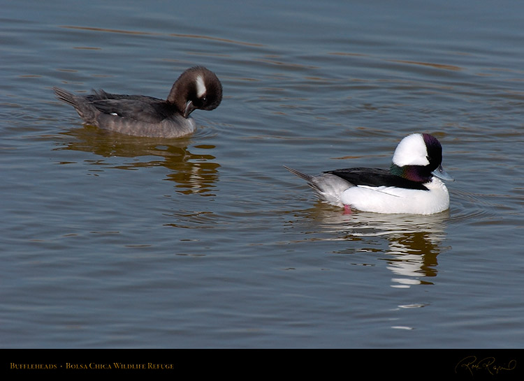 Buffleheads_3366