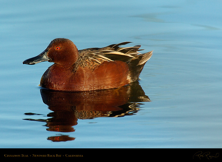 CinnamonTeal_4339