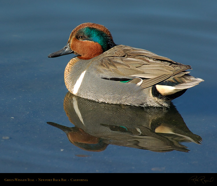 GreenWingedTeal_4134M