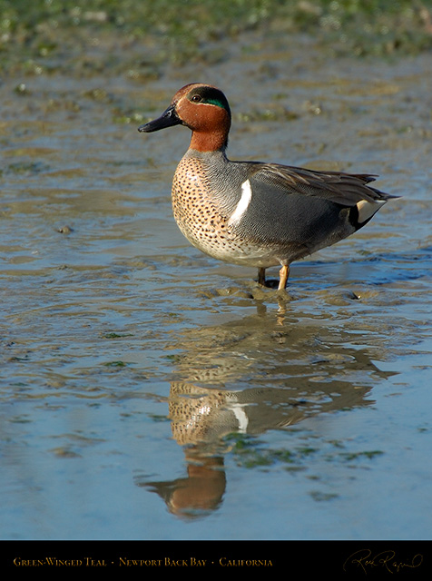 GreenWingedTeal_4152