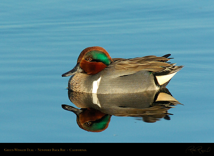GreenWingedTeal_4371