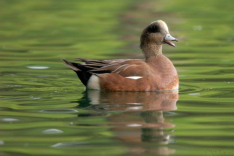 HappyWidgeon_5677