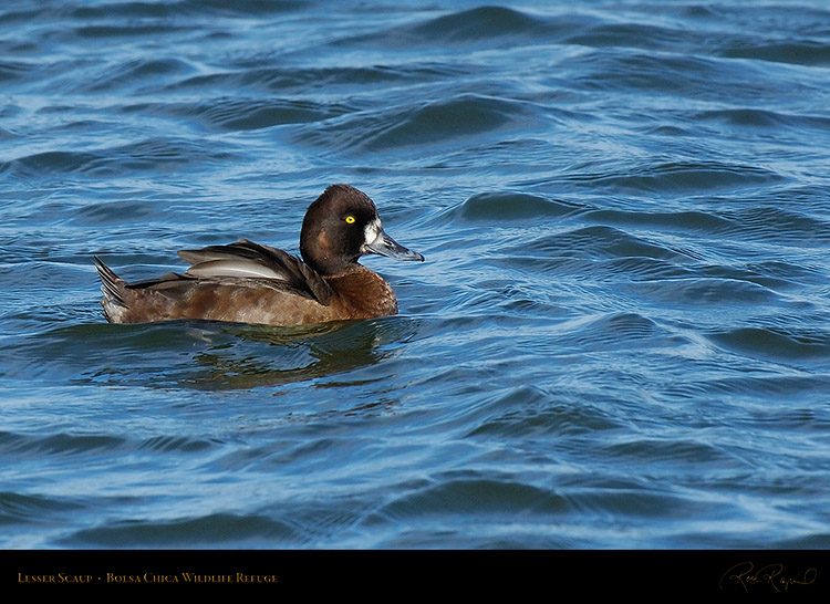 LesserScaup_X0124