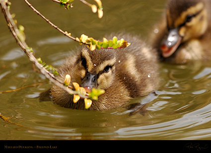 MallardDuckling_Peekaboo_1033
