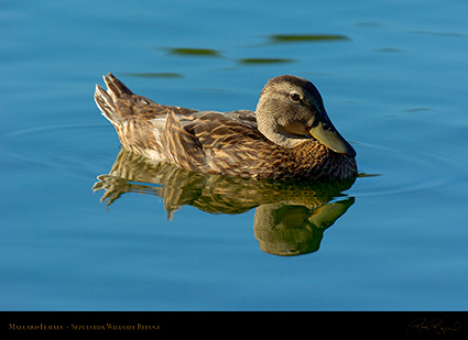MallardFemale_6629