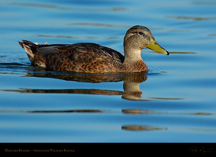 MallardFemale_6808