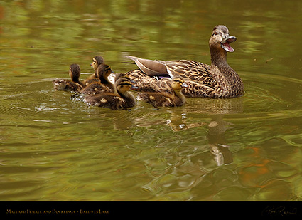 MallardFemale_Ducklings_1063