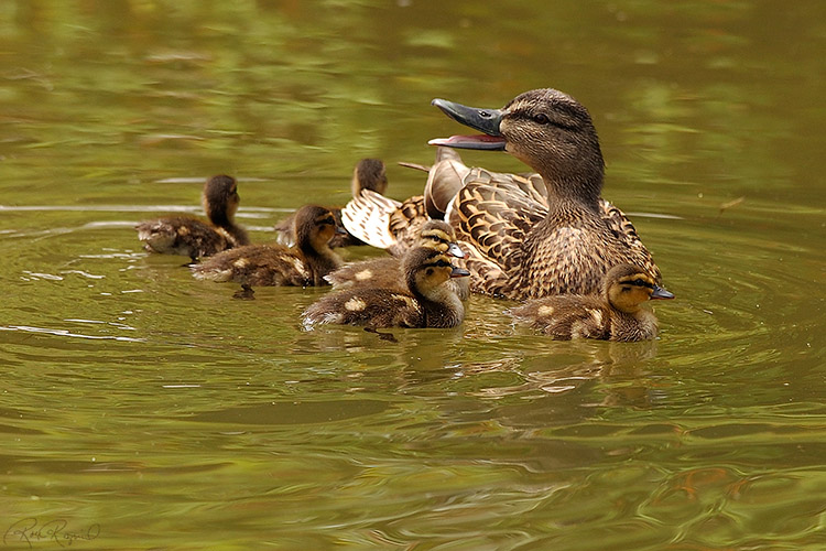 MallardFemale_Ducklings_1064