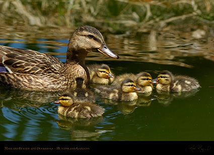 MallardFemale_Ducklings_6955