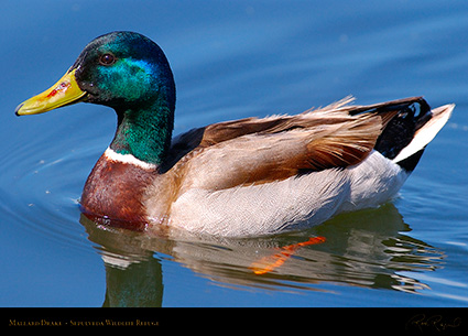 Mallard_4915