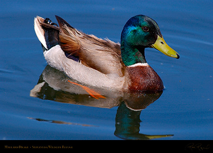 Mallard_4921