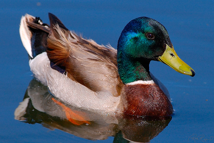 Mallard_4922