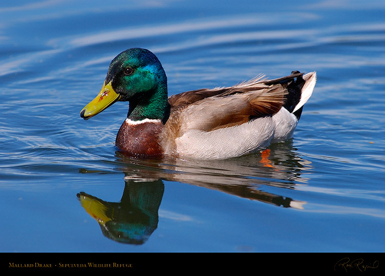 Mallard_4930