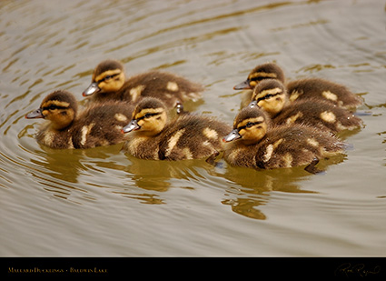 Mallard_Ducklings_1021