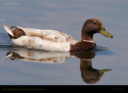 Mallard_Hybrid_1872