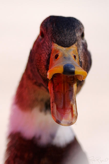Mallard_Quack_0346