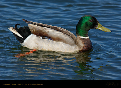 Mallard_X0111