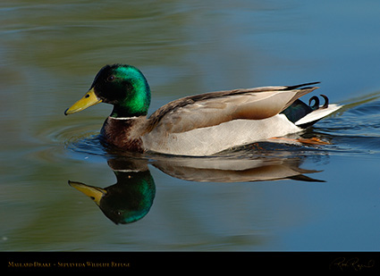 Mallard_X0520