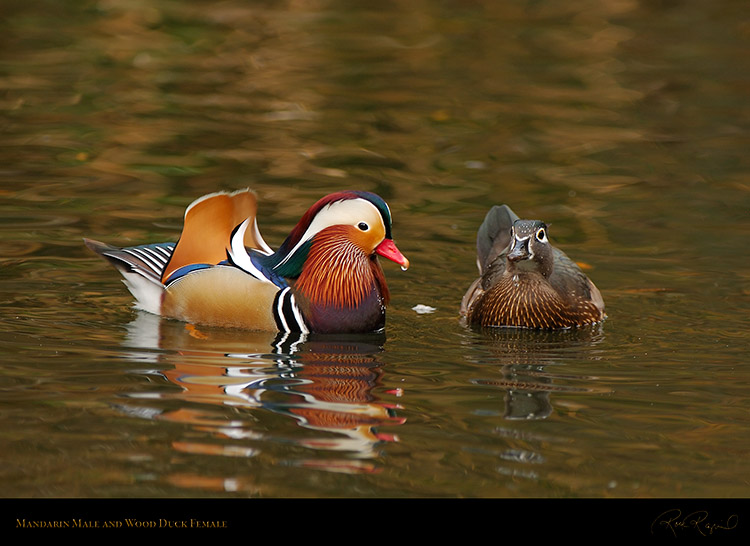MandarinMale_WoodDuckFemale_X7893