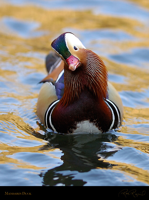 Mandarin_Confusion_HS5483