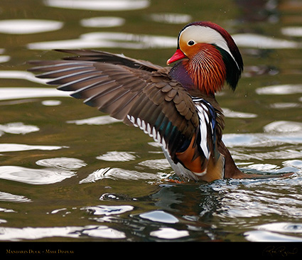 Mandarin_Display_X7822M