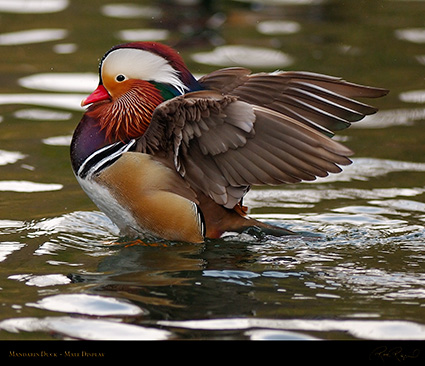 Mandarin_Display_X7826M