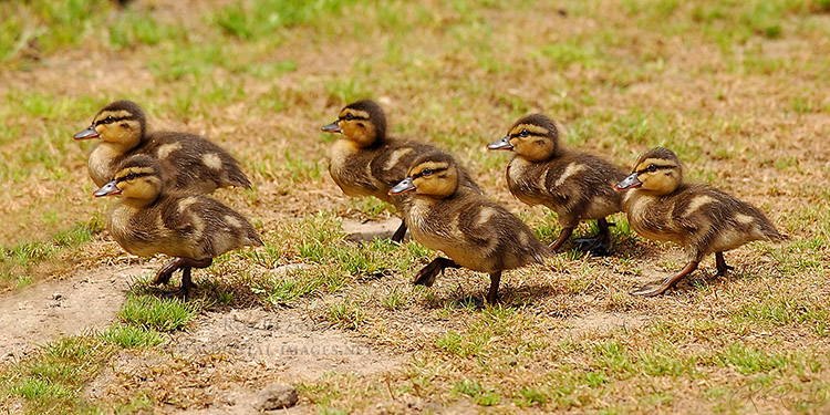Marching_MallardDucklings_1055