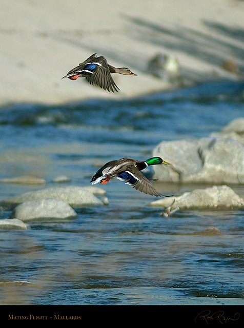 MatingFlight_1515
