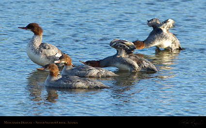 Merganser_Display_X3252