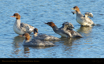 Merganser_Display_X3253