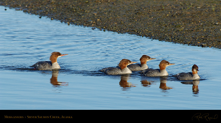 Mergansers_X3259