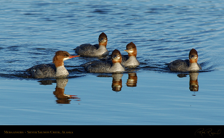 Mergansers_X3261