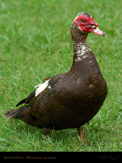 MuscovyDuck_6166