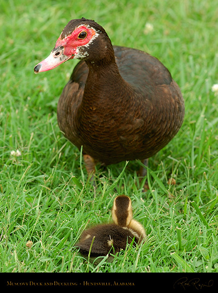 MuscovyDuck_Duckling_6137