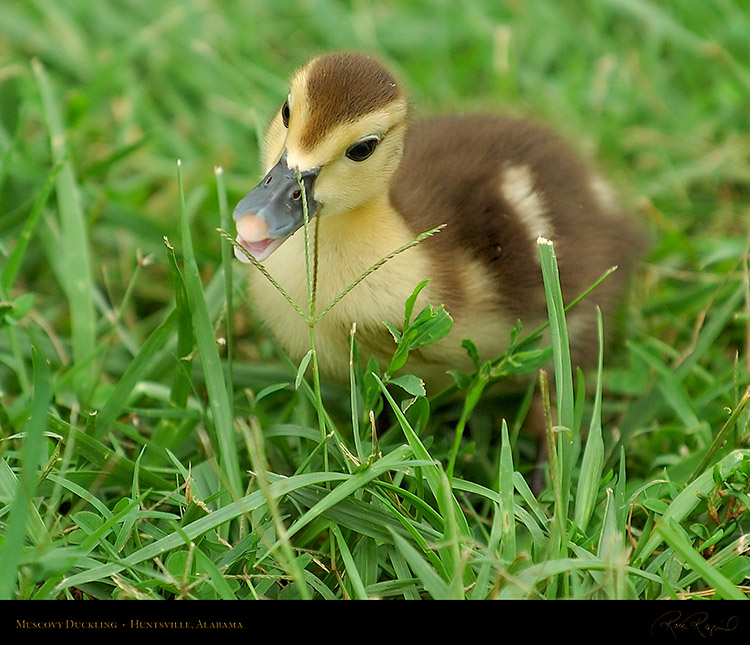 MuscovyDuckling_6119M