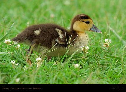 MuscovyDuckling_6132