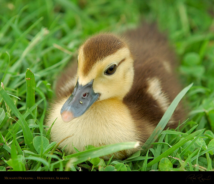 MuscovyDuckling_6151M