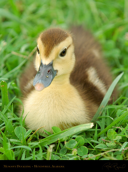 MuscovyDuckling_6156