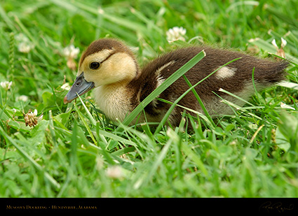 MuscovyDuckling_6186