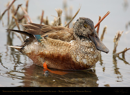 NorthernShoveler_Molting_5497