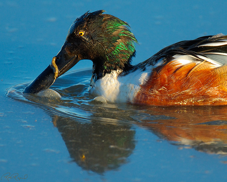 NorthernShoveler_X0557c_M