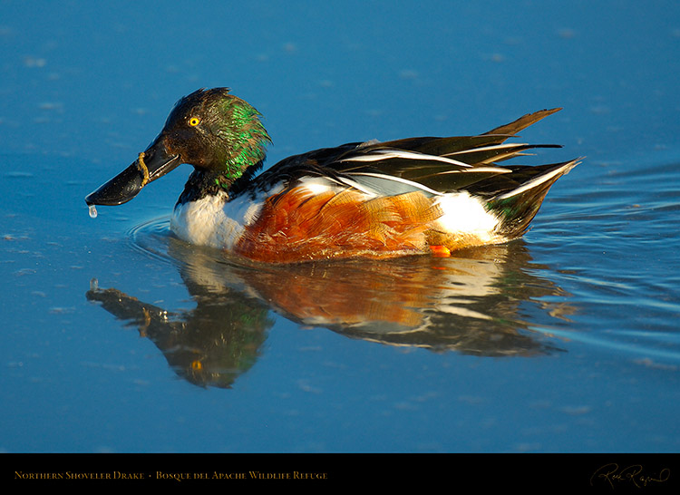 NorthernShoveler_X0558