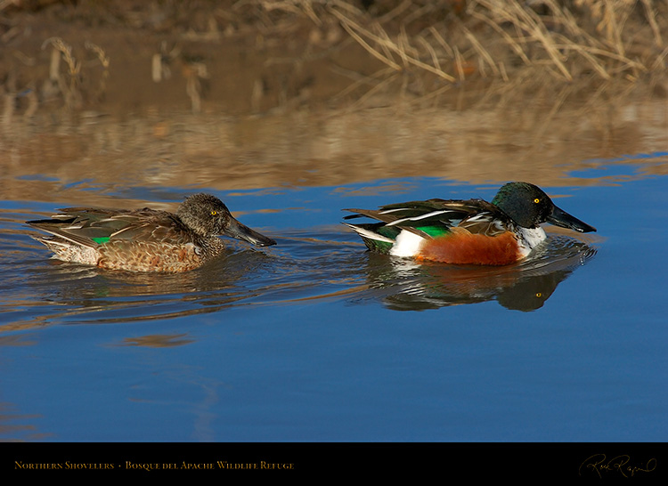 NorthernShovelers_1752