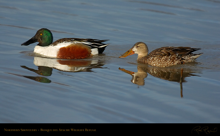 NorthernShovelers_6554