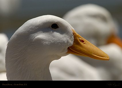 PekinDuck_Portrait_0338