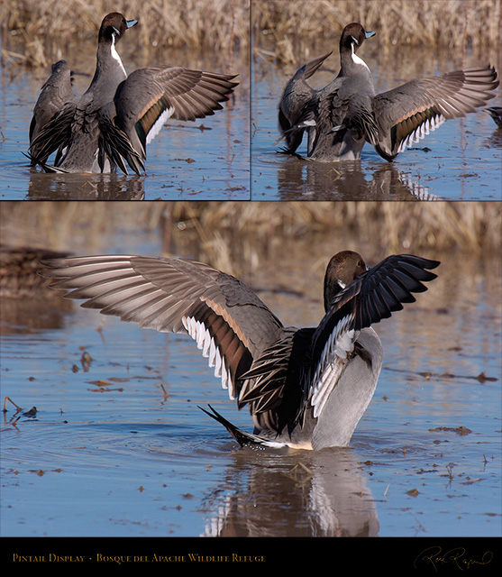 PintailDisplay_2567-69