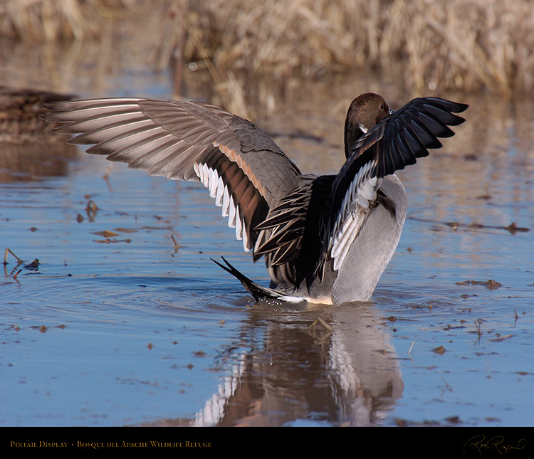 PintailDisplay_2569M
