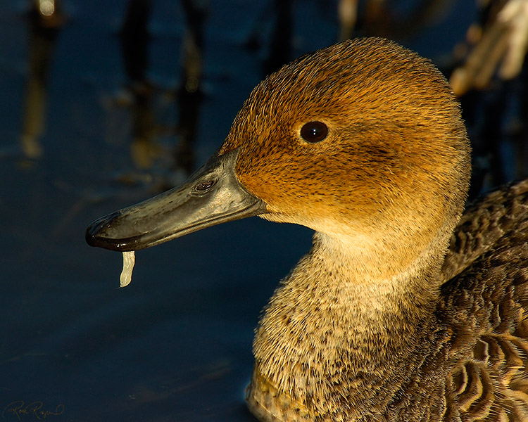 PintailFemale_Sunset_Close-Portrait_5160M