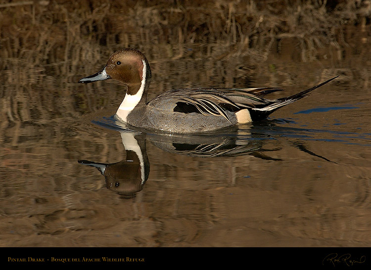 Pintail_0734
