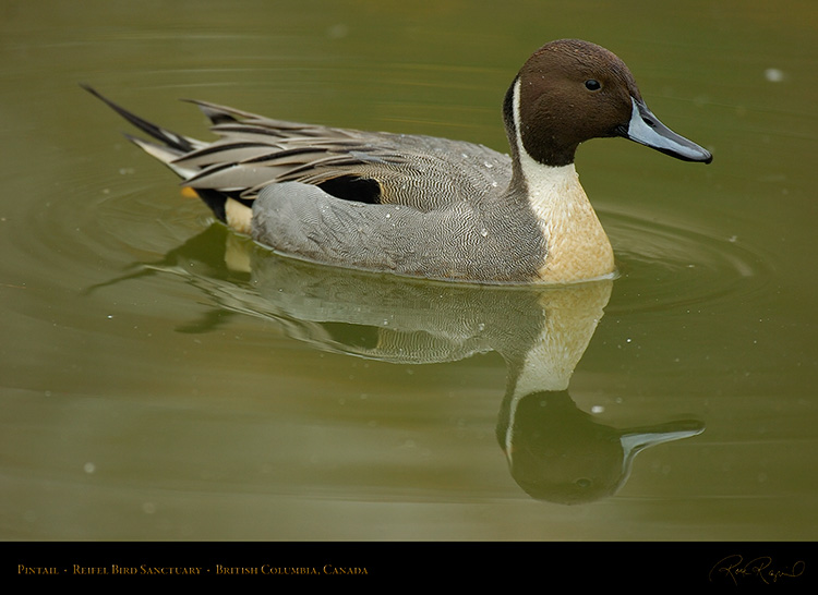 Pintail_8982